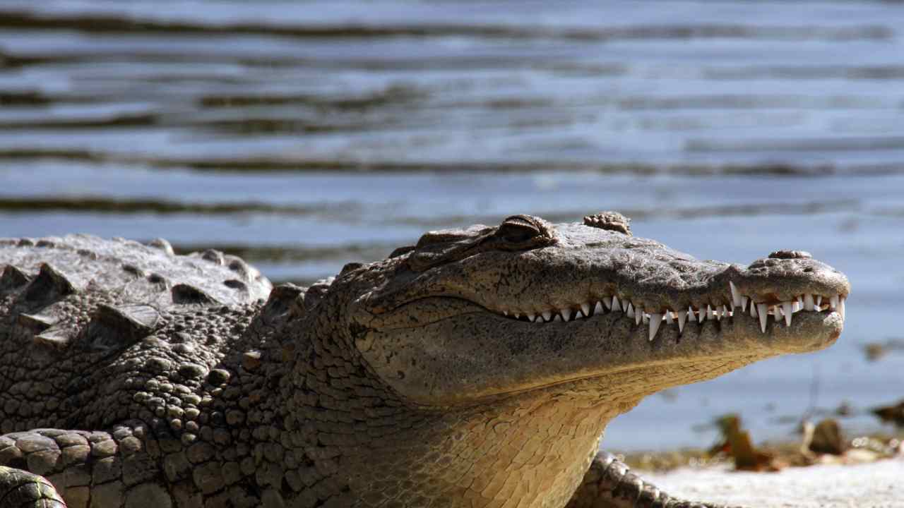 Attacco coccodrillo cervo