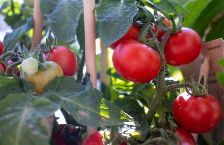 produzione pomodori Italia crisi climatica