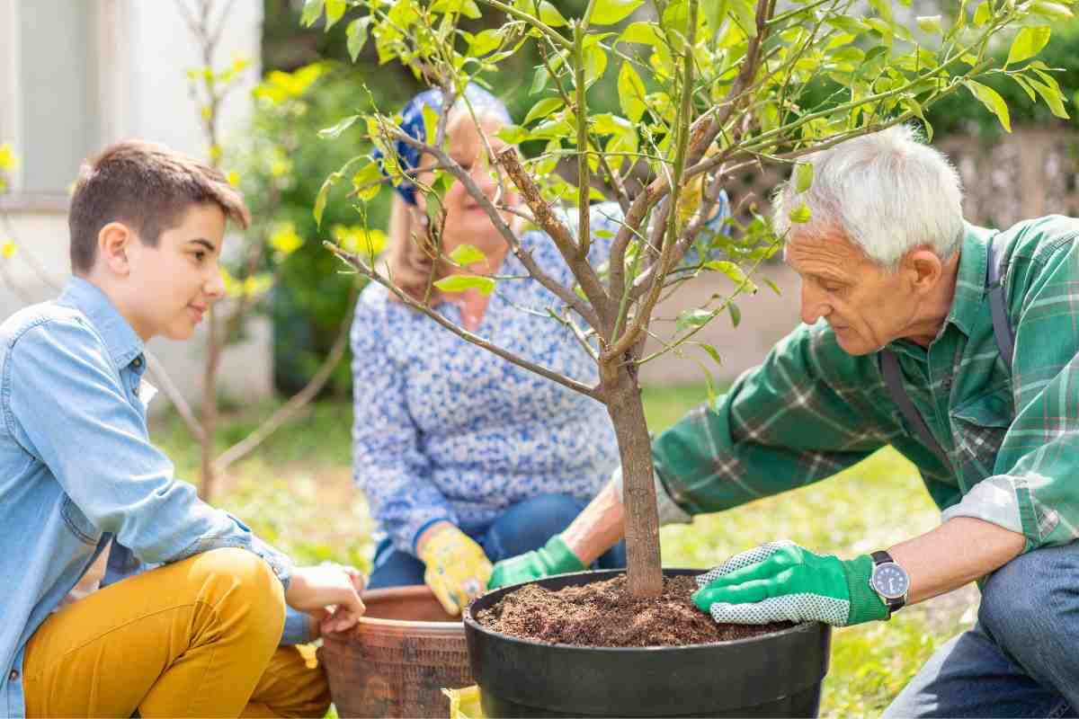 Come concimare i limoni in modo naturale