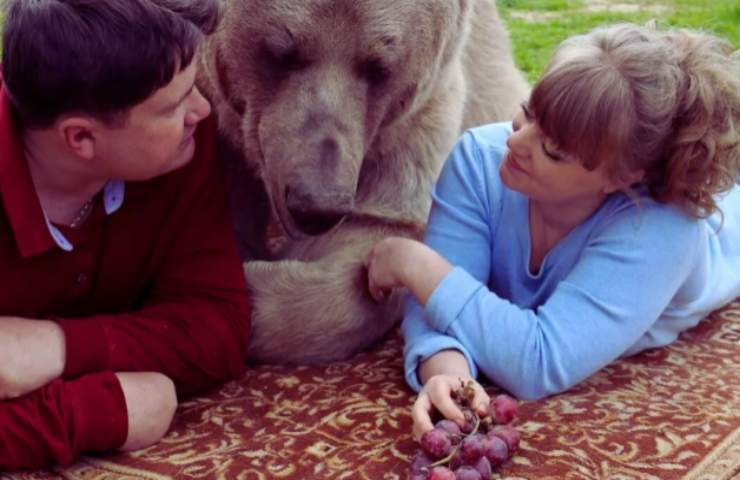Coniugi adottano orso che ora pesa 140 kg