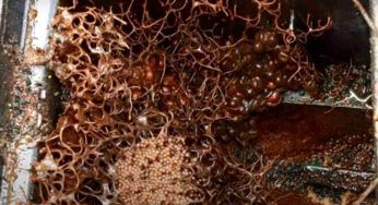 Doveva verificare contatore acqua, ma al suo interno c’era una cosa spaventosa