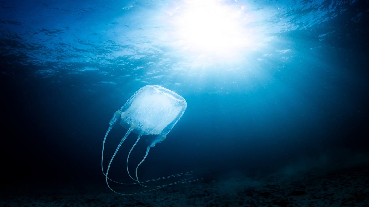 Thailandia Thomas bambino morto medusa