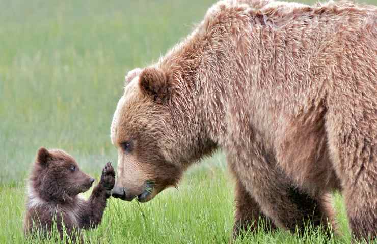 Orsa F36 abbattuta, il suo cucciolo dove andrà