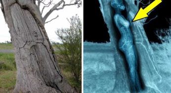 Lo ritrovano degli operai: il corpo era all’interno del tronco di un albero