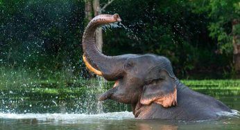Giornata mondiale dell’elefante: perché il più grande mammifero della Terra è sul punto di scomparire