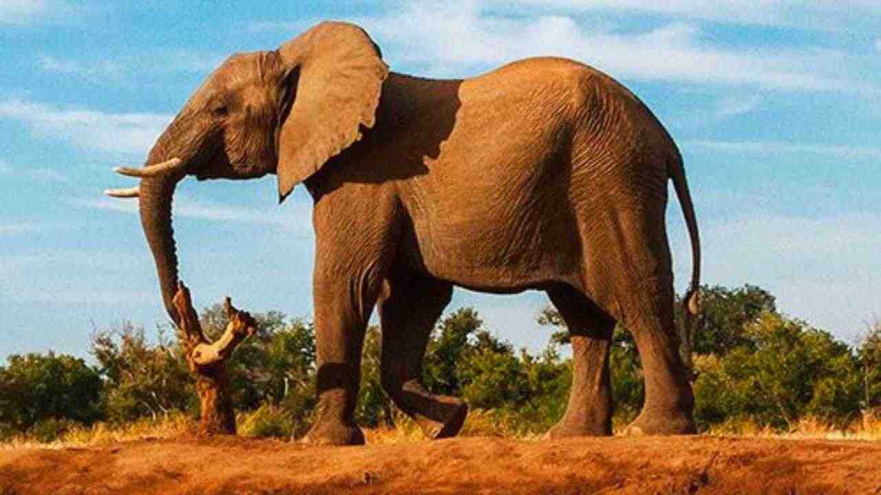 Elefante peso