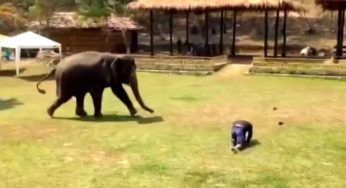 L’elefante attacca l’uomo in terra, poi però accade qualcosa che nessuno si aspetta