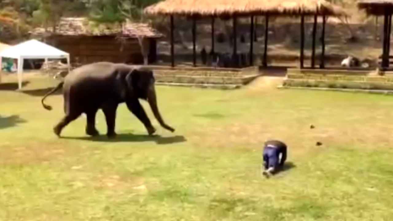 L'elefante attacca l'uomo ma è una cosa bellissima