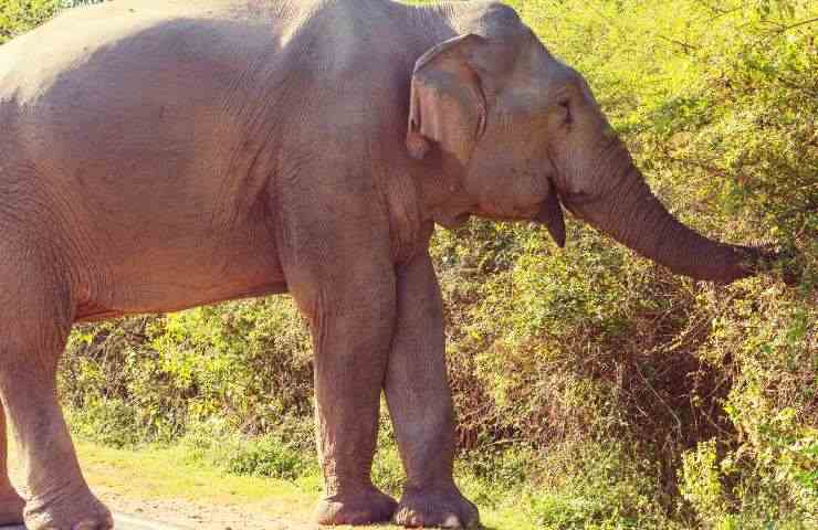 Cinecittà elefante giraffa scappano