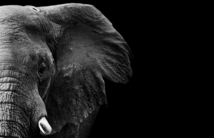 Elefanti causa estinzione