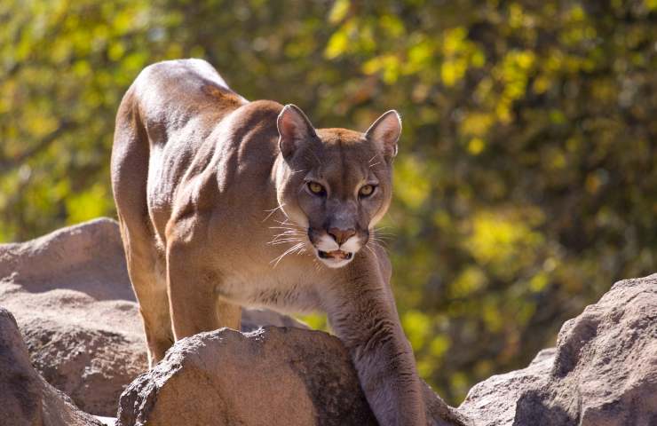 attacco puma