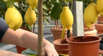 Fertilizzante per limoni fatto in casa: la “ricetta” ineguagliabile