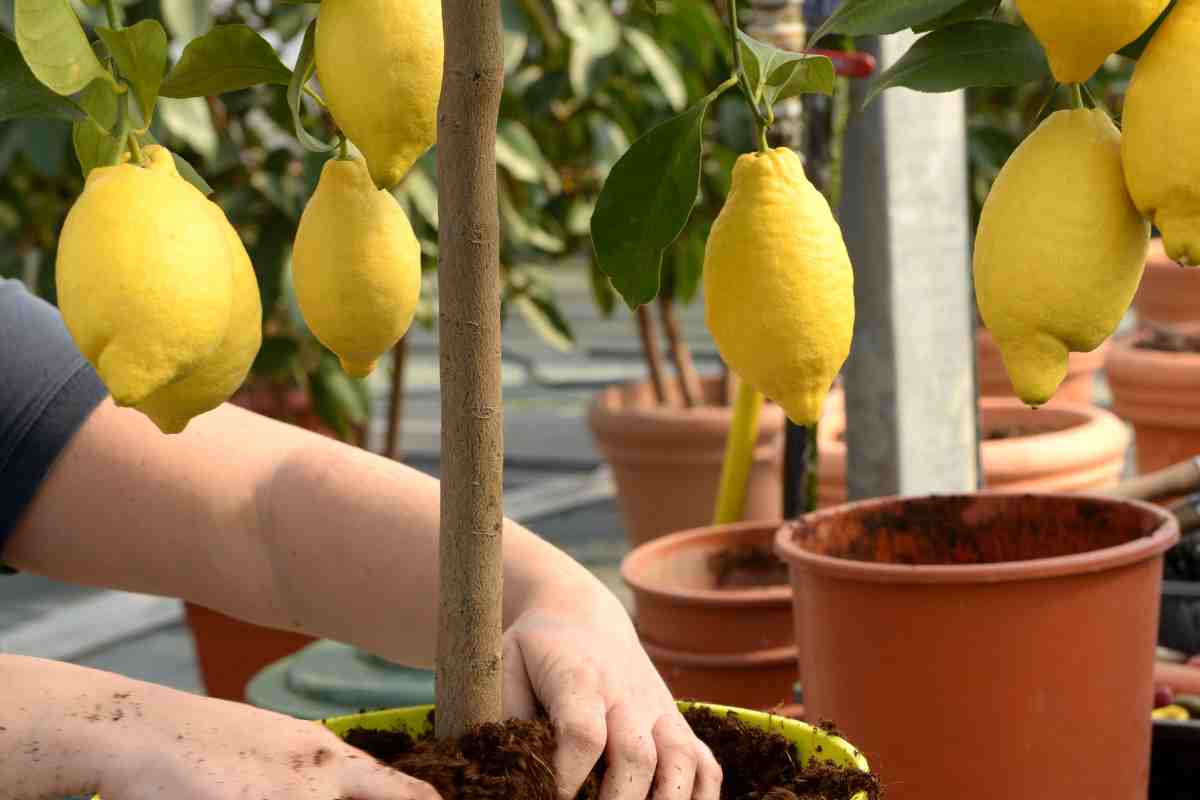 Fertilizzante per limoni fatto in casa
