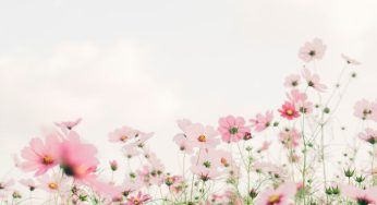 Impollinazione naturale: perché è così vitale