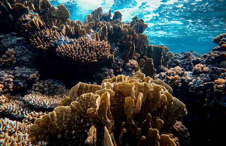 Specie aliene, mare e cambiamento climatico