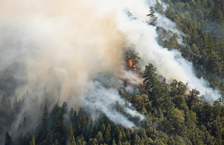 Un incendio ha ucciso molti animali portandoli all'estinzione