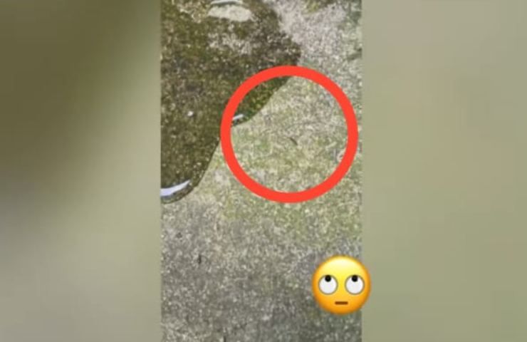 le formiche sanno nuotare?