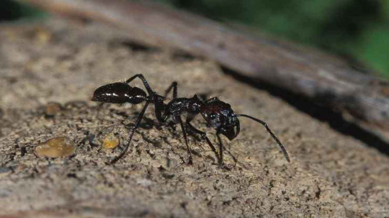 Formiche pericolose mondo uomo