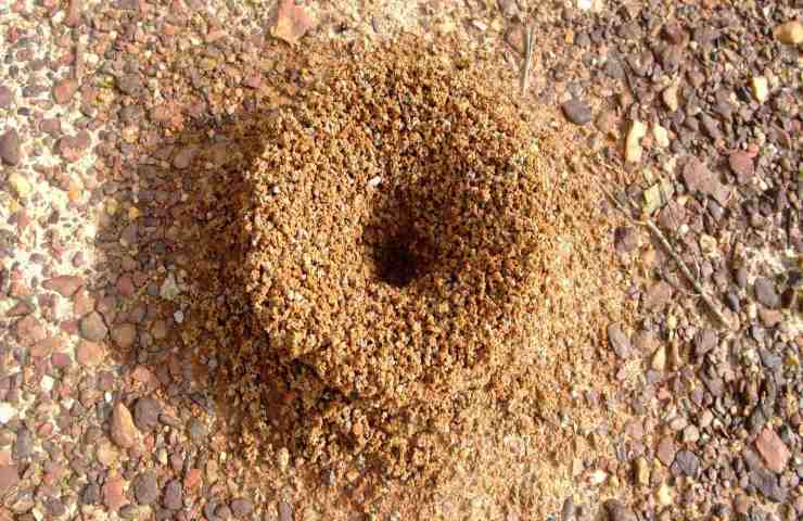 Australia formiche miele
