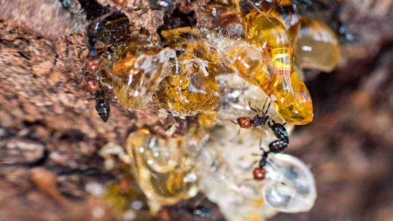 Formiche honeypot miele proprietà