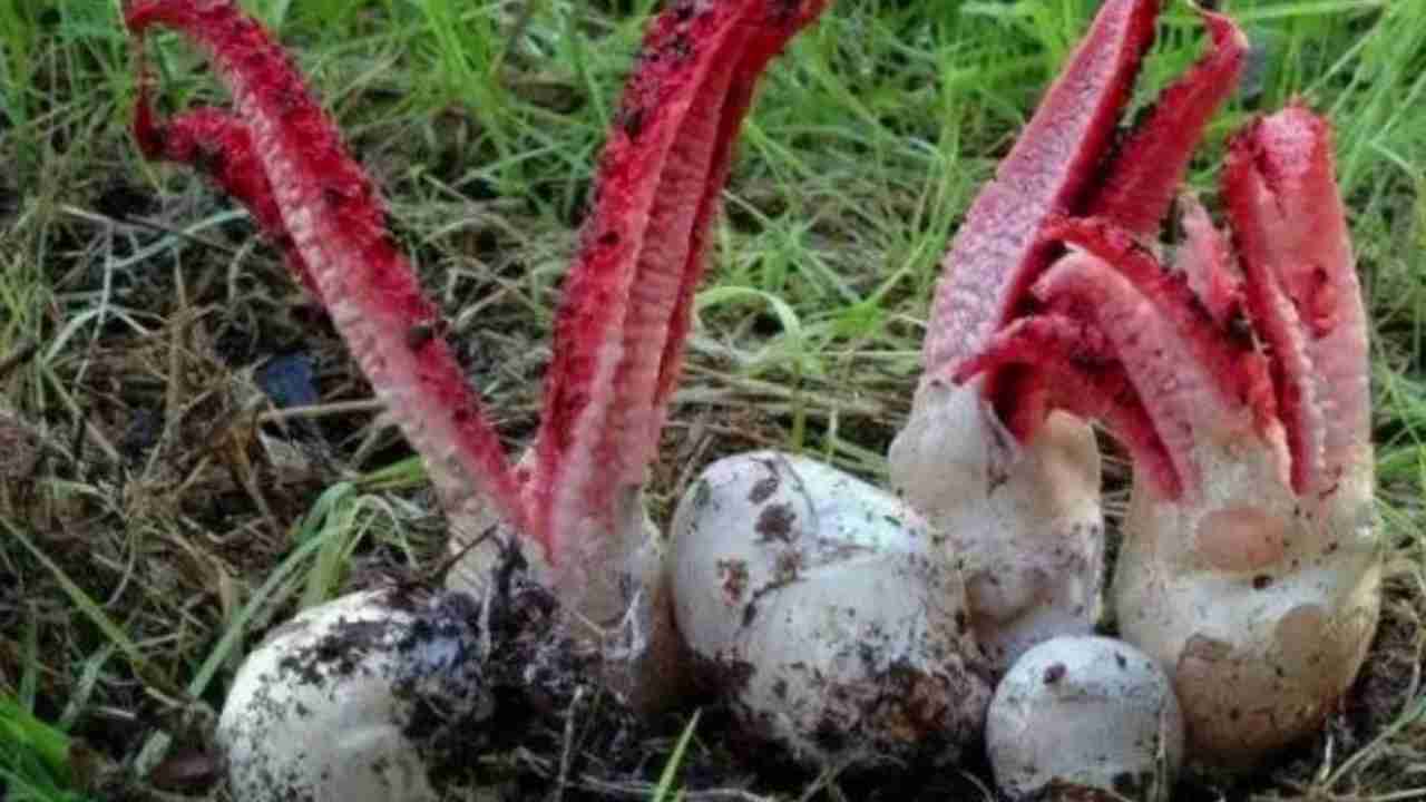 Fungo clathrus archeri caratteristiche odore carne decomposta