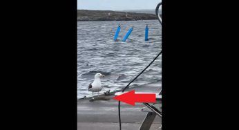 Il gabbiano e il suo pasto: lo ingoia intero – VIDEO