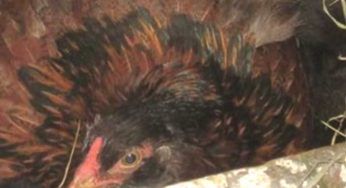 Il pollo si comporta in modo strano: rimane sbalordito quando scopre cosa si trova nel suo nido
