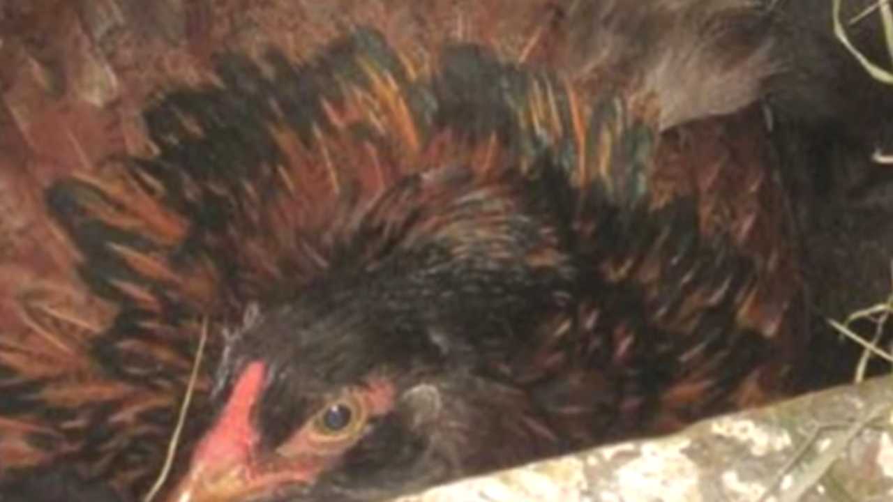 Il pollo che "covava" i gattini abbandonati