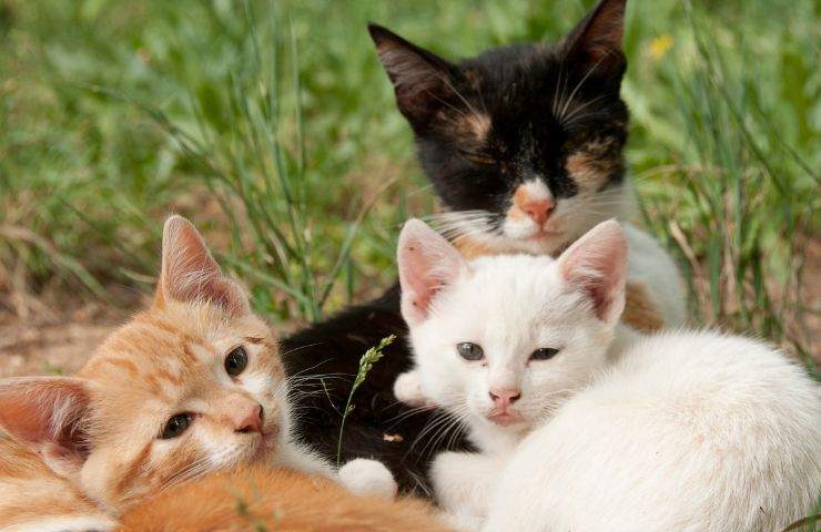 gravidanza gatta segnali veterinario come capirlo 