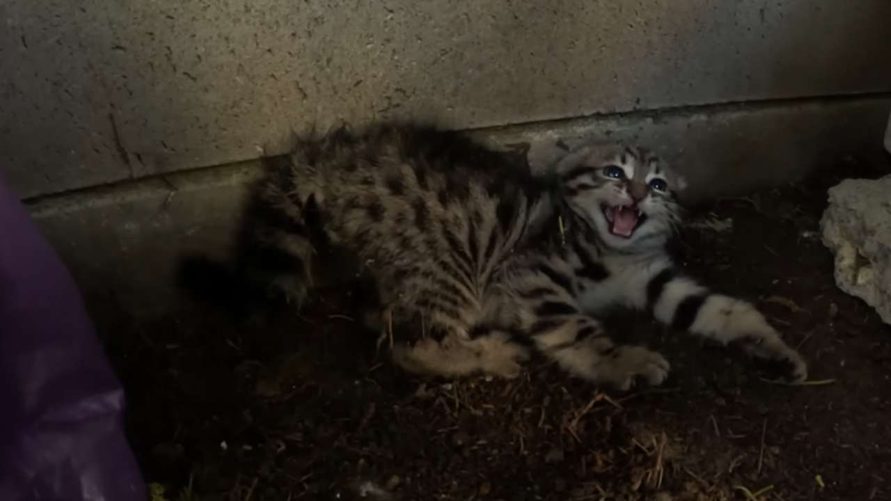 Si fida di un essere umano e va a finire in un solo modo