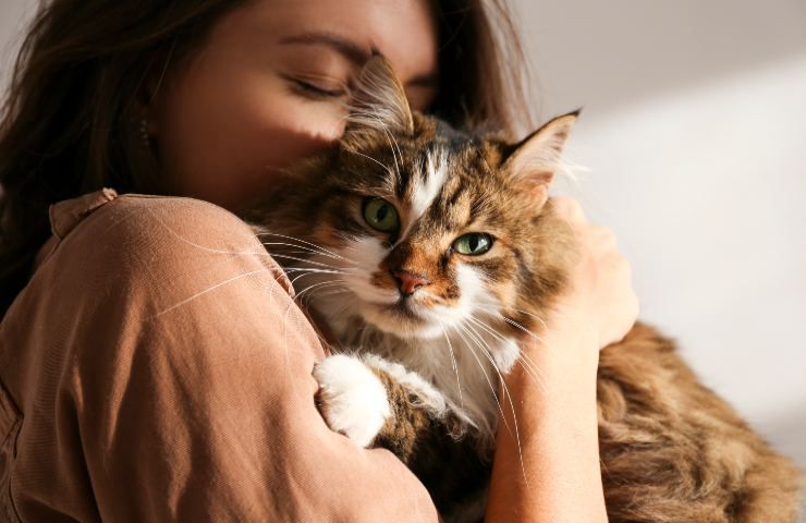 Gatto attacca piedi motivi