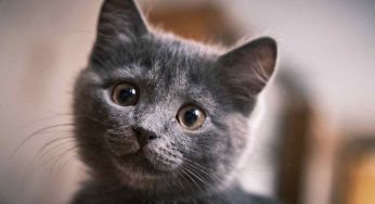 World Cat Day, la giornata internazionale del gatto: perché si festeggia