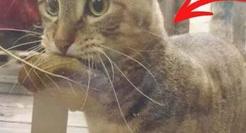 Entra nel negozio con una foglia in bocca: la spiegazione dello strano gesto