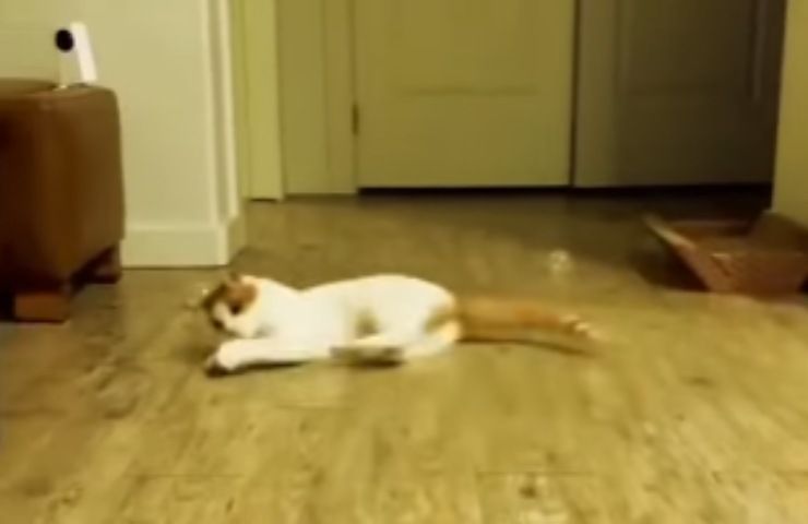 Il gatto che fa impazzire il web in un video divertentissimo