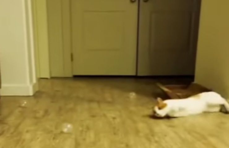 Il gatto che fa impazzire il web in un video divertentissimo