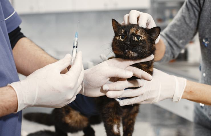 Gatto con la testa incastrata salvato dopo un lungo salvataggio