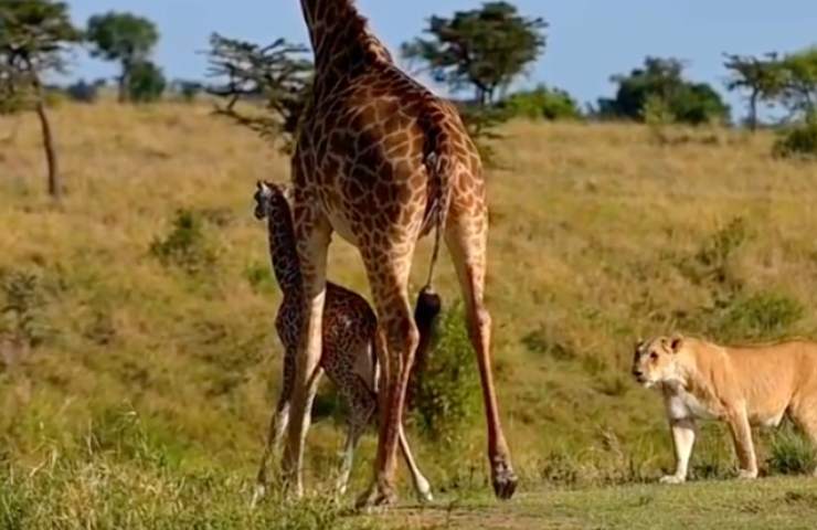 leone uccide cucciolo giraffa