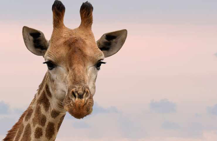 Roma elefante giraffa inseguiti Cinecittà
