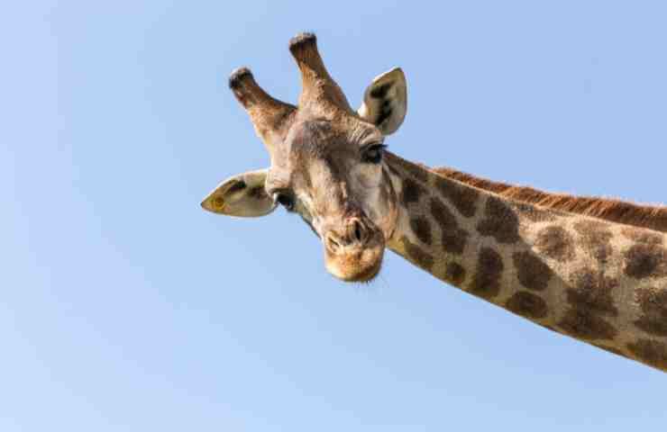 Giraffa più alta
