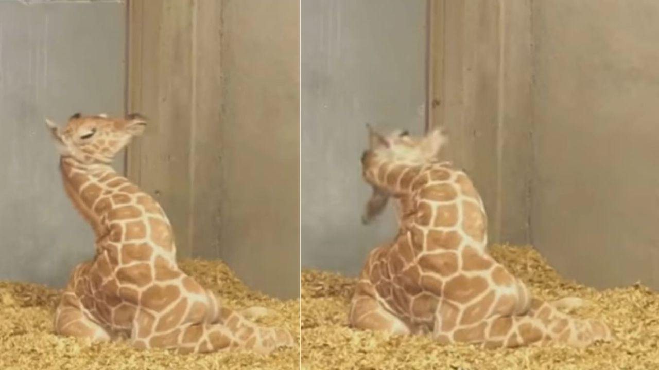 giraffa quanto pesa