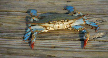 Granchio blu, invaso anche il fiume Po: l’allarme degli esperti