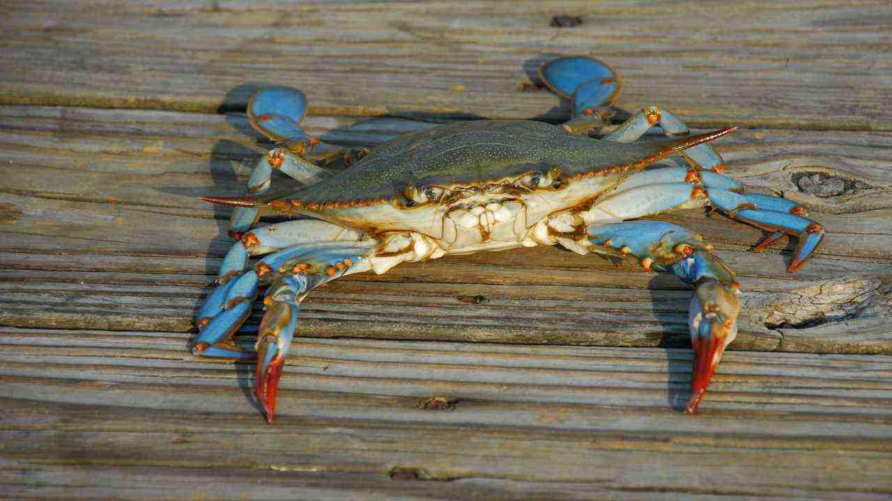 Granchio Di Fiume Nano Arancione (CPO) - 1 Coppia Per Acquari D'Acqua Dolce - Foto 2