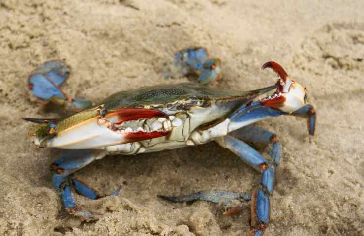 Granchio blu seconda specie Italia