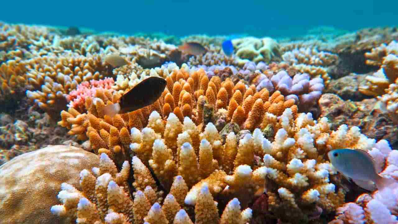 Australia Grande Barriera Corallina rischio