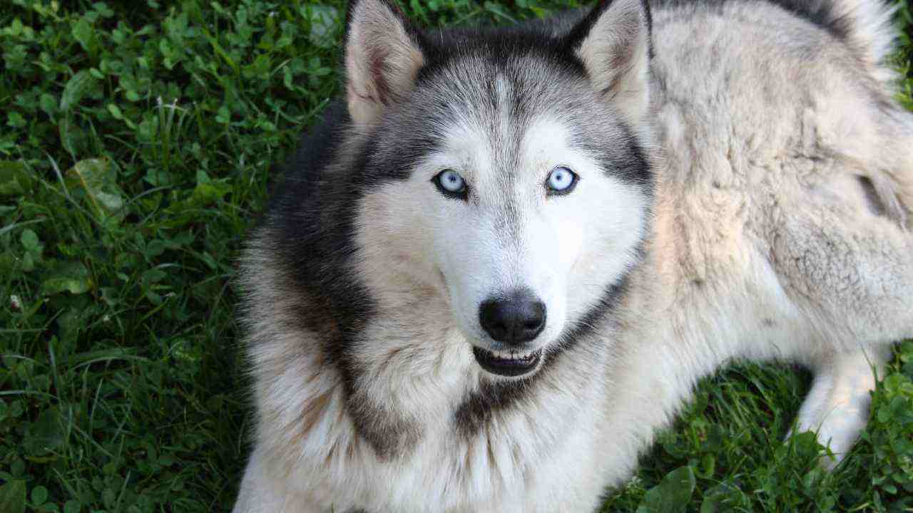 Bosco gattini trovati donna grazie cane