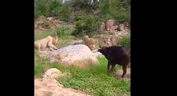 E’ sotto attacco e ha poche possibilità: riesce a domare i leoni da solo