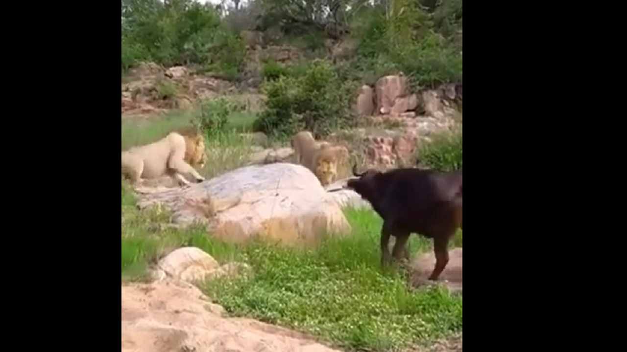 Se las arregló para domar a los leones él mismo