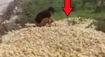Migliaia di uova gettate in discarica: accade poi l’assurdo