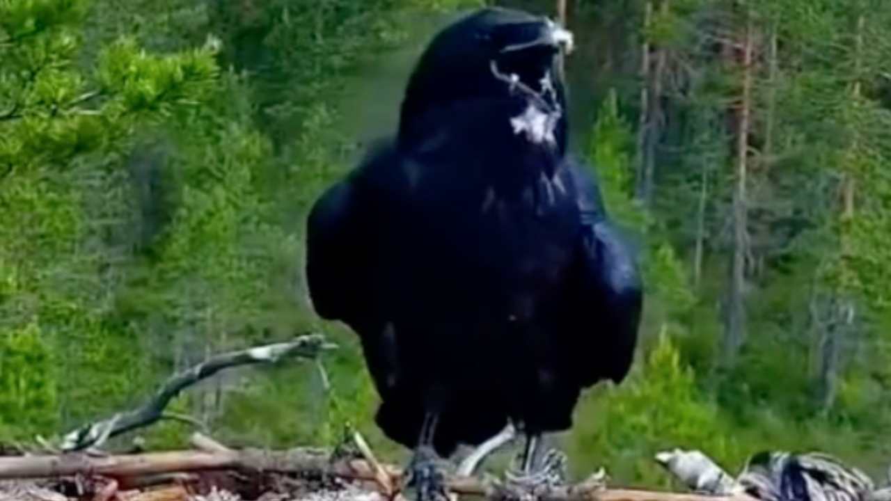 corvo attacca pulcini