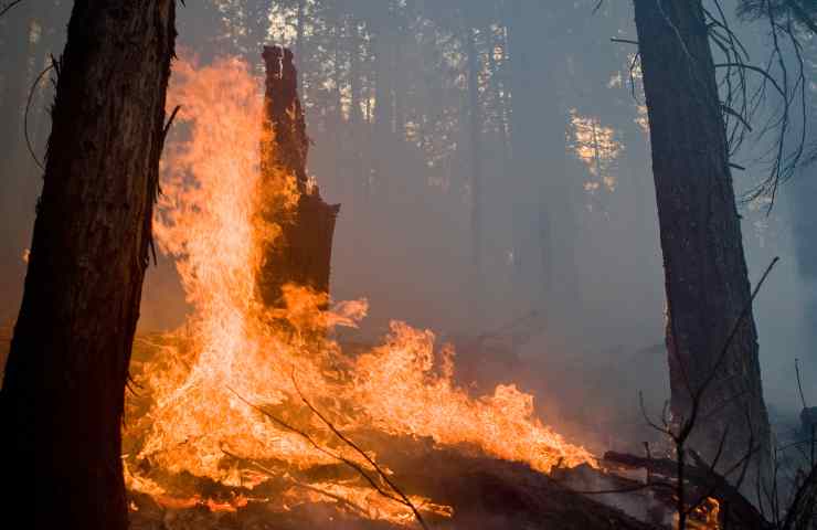 Costa Smeralda incendio Porto Cervo